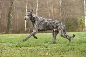 240221: Irish Wolfhound dog outdoors