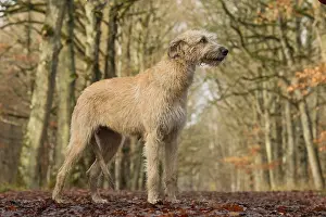 240221: Irish Wolfhound dog outdoors
