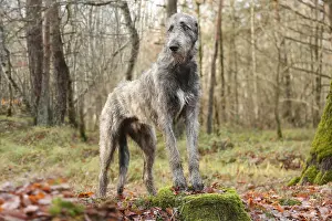 240221: Irish Wolfhound dog outdoors