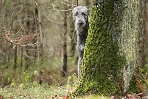 240221: Irish Wolfhound dog outdoors