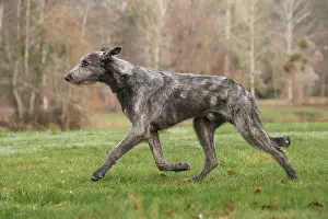 240221: Irish Wolfhound dog outdoors
