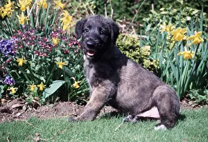 Wire: IRISH WOLFHOUND DOG - puppy sitting in grass