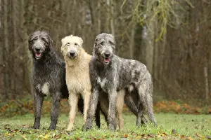 240221: Irish Wolfhound dogs outdoors