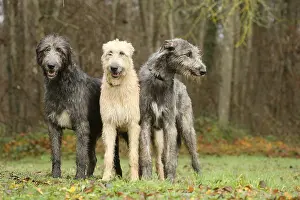240221: Irish Wolfhound dogs outdoors