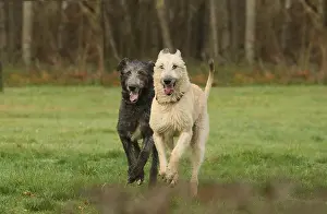240221: Irish Wolfhound dogs outdoors