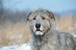 Wolfhound: Irish Wolfhound in heathland