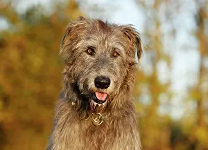 Wolfhound: Irish Wolfhound, portrait