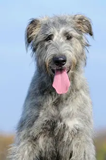 Wolfhound: Irish Wolfhound, portrait