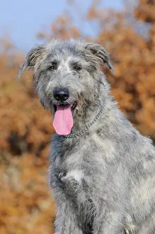 Wolfhound: Irish Wolfhound, portrait, in autumn
