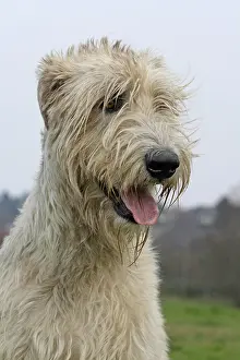 Wolfhound: Irish Wolfhound, portrait Irish Wolfhaund, Portr&, x4d2c;
