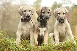 240221: Irish Wolfhound puppies outdoors
