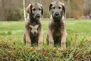 240221: Irish Wolfhound puppies outdoors