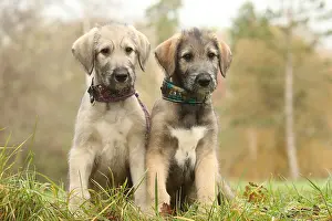 240221: Irish Wolfhound puppies outdoors