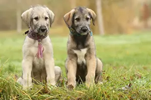 240221: Irish Wolfhound puppies outdoors