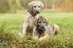 240221: Irish Wolfhound puppies outdoors