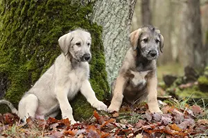 240221: Irish Wolfhound puppies outdoors