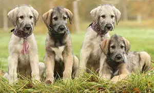 240221: Irish Wolfhound puppies outdoors