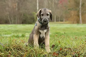 240221: Irish Wolfhound puppy outdoors