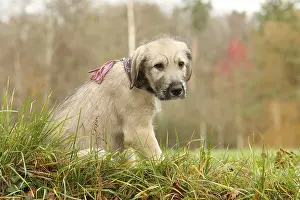 240221: Irish Wolfhound puppy outdoors