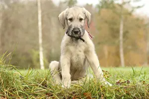240221: Irish Wolfhound puppy outdoors