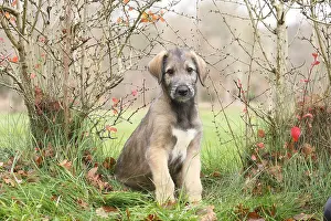 240221: Irish Wolfhound puppy outdoors