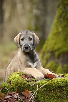 240221: Irish Wolfhound puppy outdoors