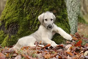 240221: Irish Wolfhound puppy outdoors