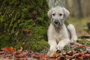 240221: Irish Wolfhound puppy outdoors