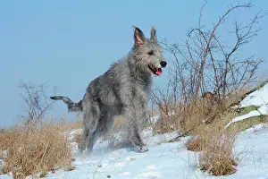 Wolfhound: Irish Wolfhound running through snow-covered heath