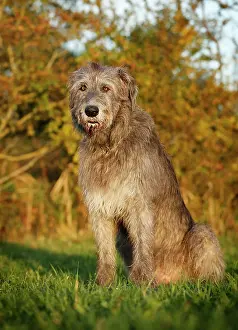 Wolfhound: Irish Wolfhound, sitting in a meadow