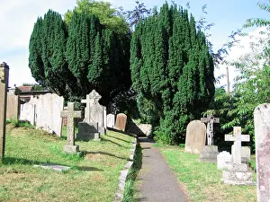 Churchyard: Irish Yew Trees in Sussex Churchyard