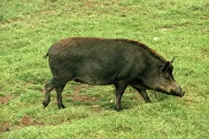 Boar: Iron Age Pig - hybrid, crossbreed