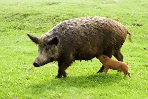 Iron Age Pig - with single suckling piglet