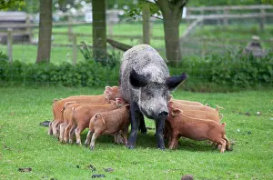 Sows: Iron age pig sow feeding piglets