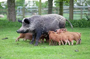 Sows: Iron age pig sow feeding piglets
