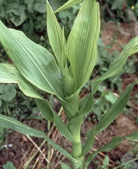 Chlorosis: Iron deficiency in Corn