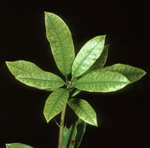 Chlorosis: Iron (Fe) deficient Rhododendron