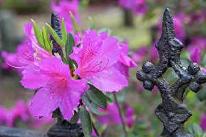 Iron: Iron fence and azaleas in full bloom, Bonaventure
