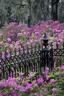 Iron: Iron fence and azaleas in full bloom, Bonaventure