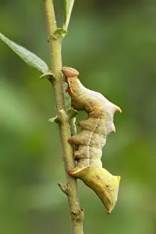 Dromedarius: Iron Prominent - caterpillar feeding on food plant