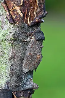 Dromedarius: Iron Prominent Moth - resting on tree bark