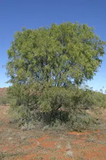 Ironwood: Ironwood