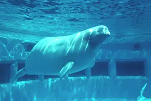 Tank: Irrawaddy dolphin - in tank