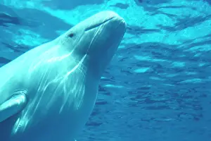 Tank: Irrawaddy dolphin - in tank