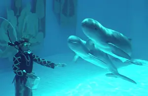 Handler: Irrawaddy dolphin - in tank with diver