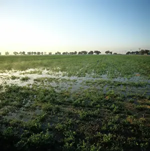 Irrigation: Irrigated alfalfa crop