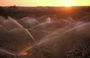 Grapevines: Irrigating grapevines