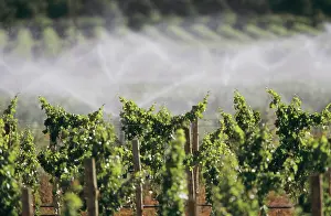 Grapevines: Irrigating grapevines
