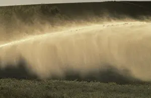 Irrigation: Irrigating pyrethrum