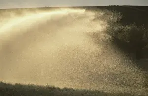 Irrigation: Irrigating pyrethrum